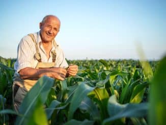 Um agricultor idoso sorridente, com suspensórios e camisa listrada, está em pé em um campo de milho durante o dia, inspecionando uma planta de milho com cuidado.